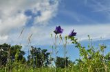 Platycodon grandiflorus