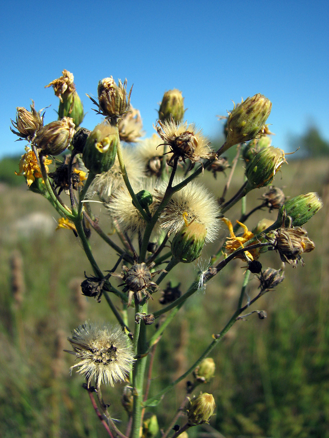 Изображение особи Hieracium umbellatum.