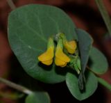 Coronilla scorpioides