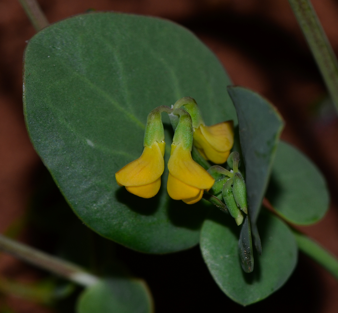 Изображение особи Coronilla scorpioides.