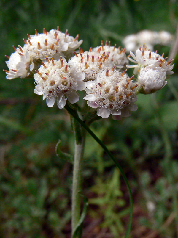 Изображение особи Antennaria dioica.