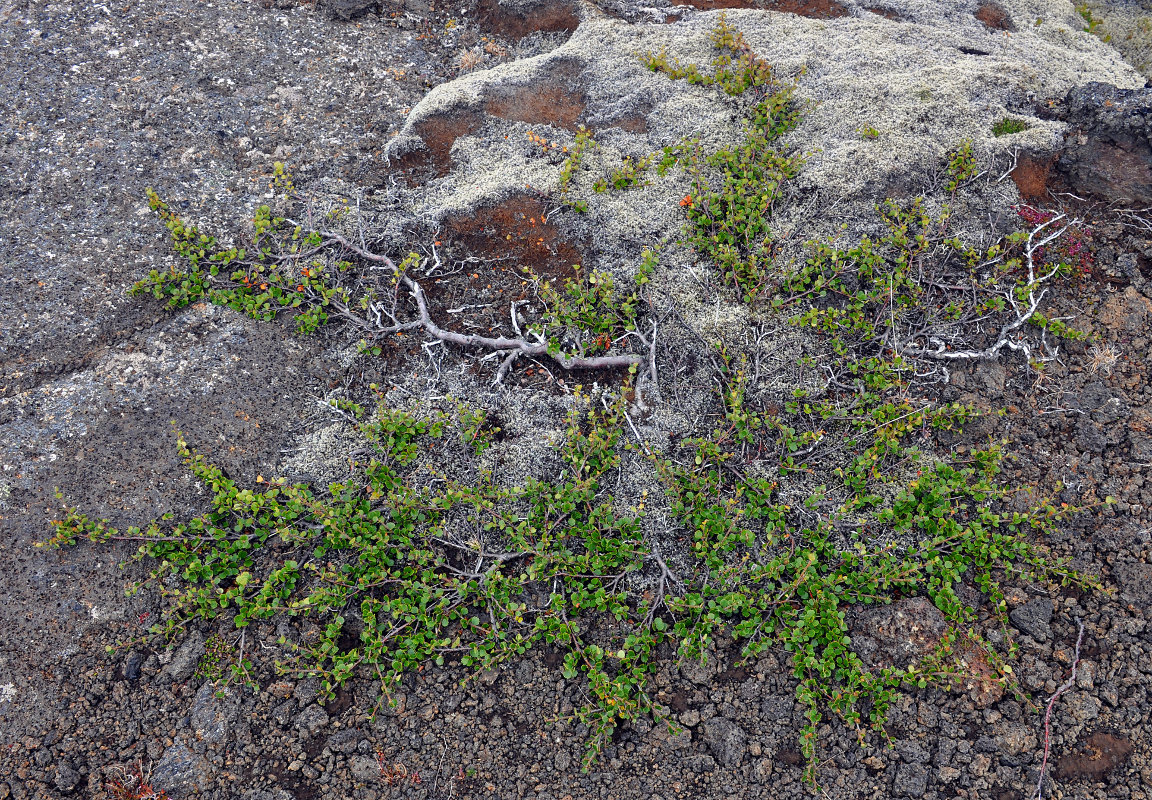 Image of Betula nana specimen.