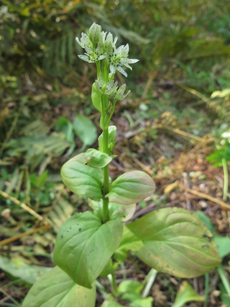 Image of Swertia veratroides specimen.