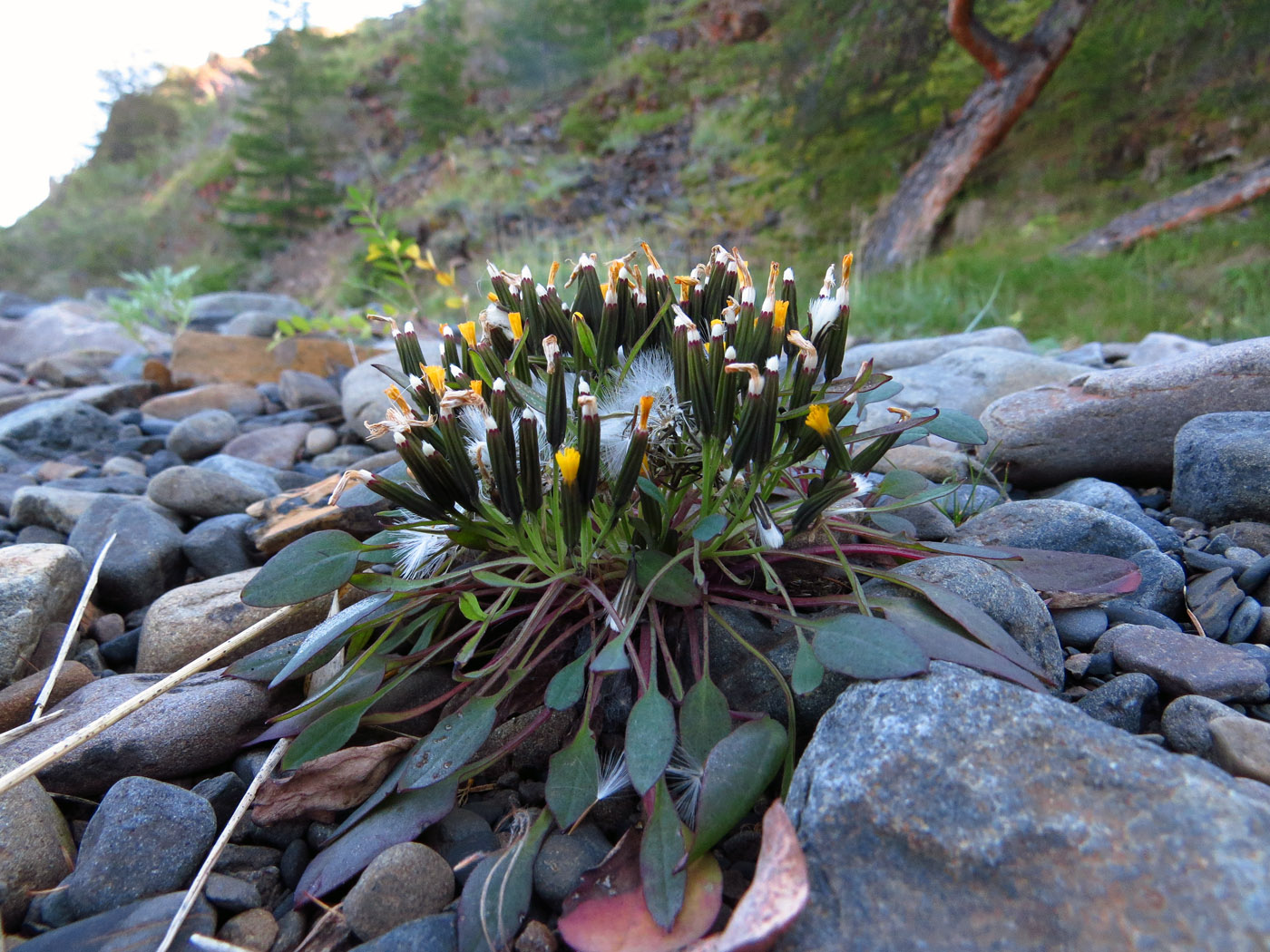 Image of Crepis nana specimen.