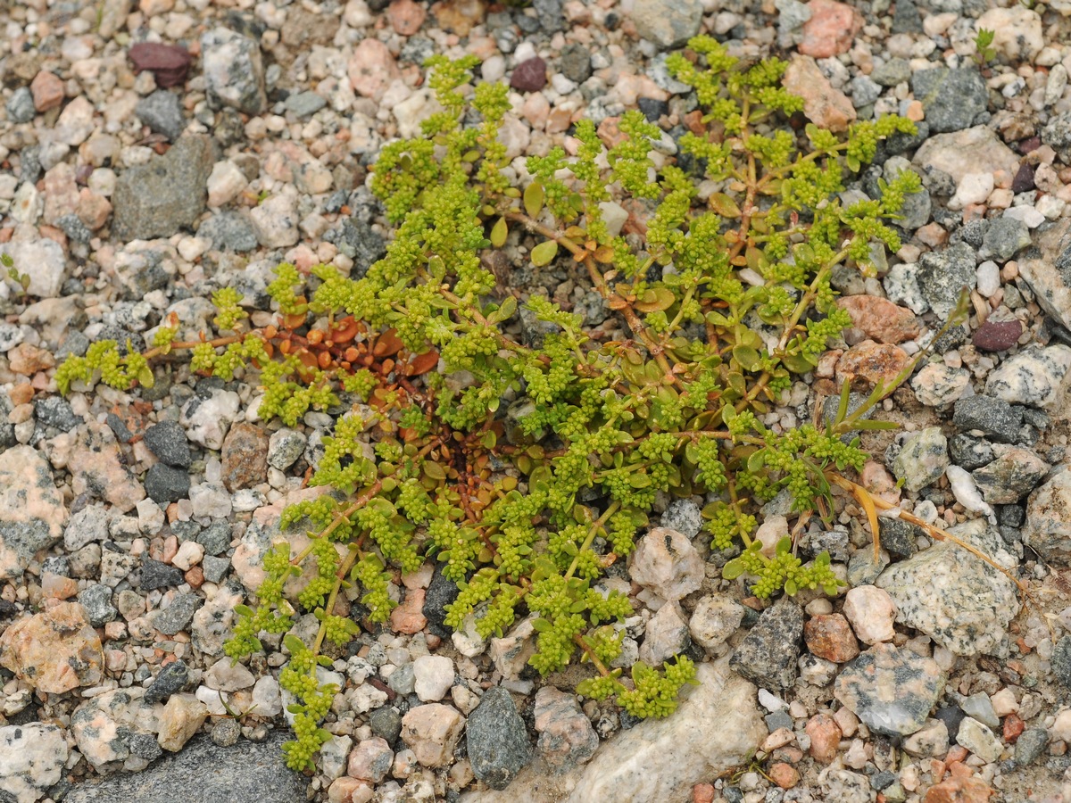 Image of Herniaria glabra specimen.