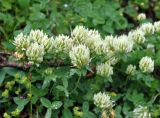 Trifolium canescens. Верхушки побегов с соцветиями. Карачаево-Черкесия, окр. пос. Архыз, хребет Абишира-Ахуба, ≈ 1900 м н.у.м., субальпийский луг. 15.06.2015.