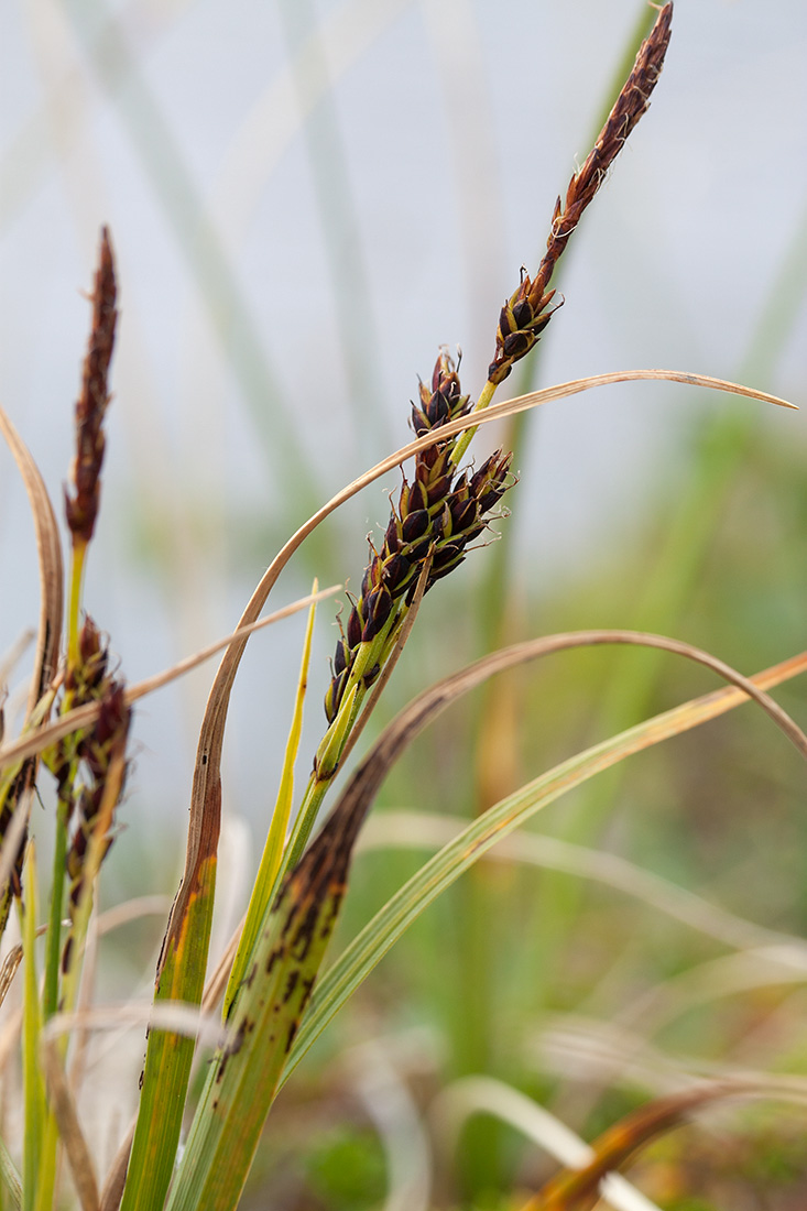 Image of Carex bigelowii specimen.