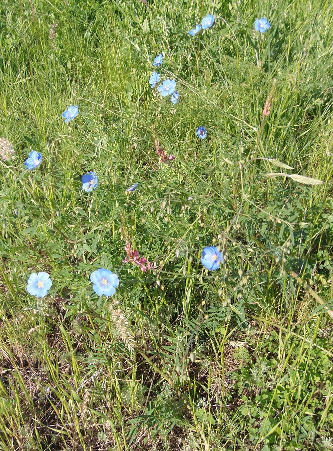 Изображение особи Linum perenne.