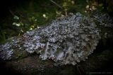 Peltigera praetextata