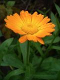 Calendula officinalis