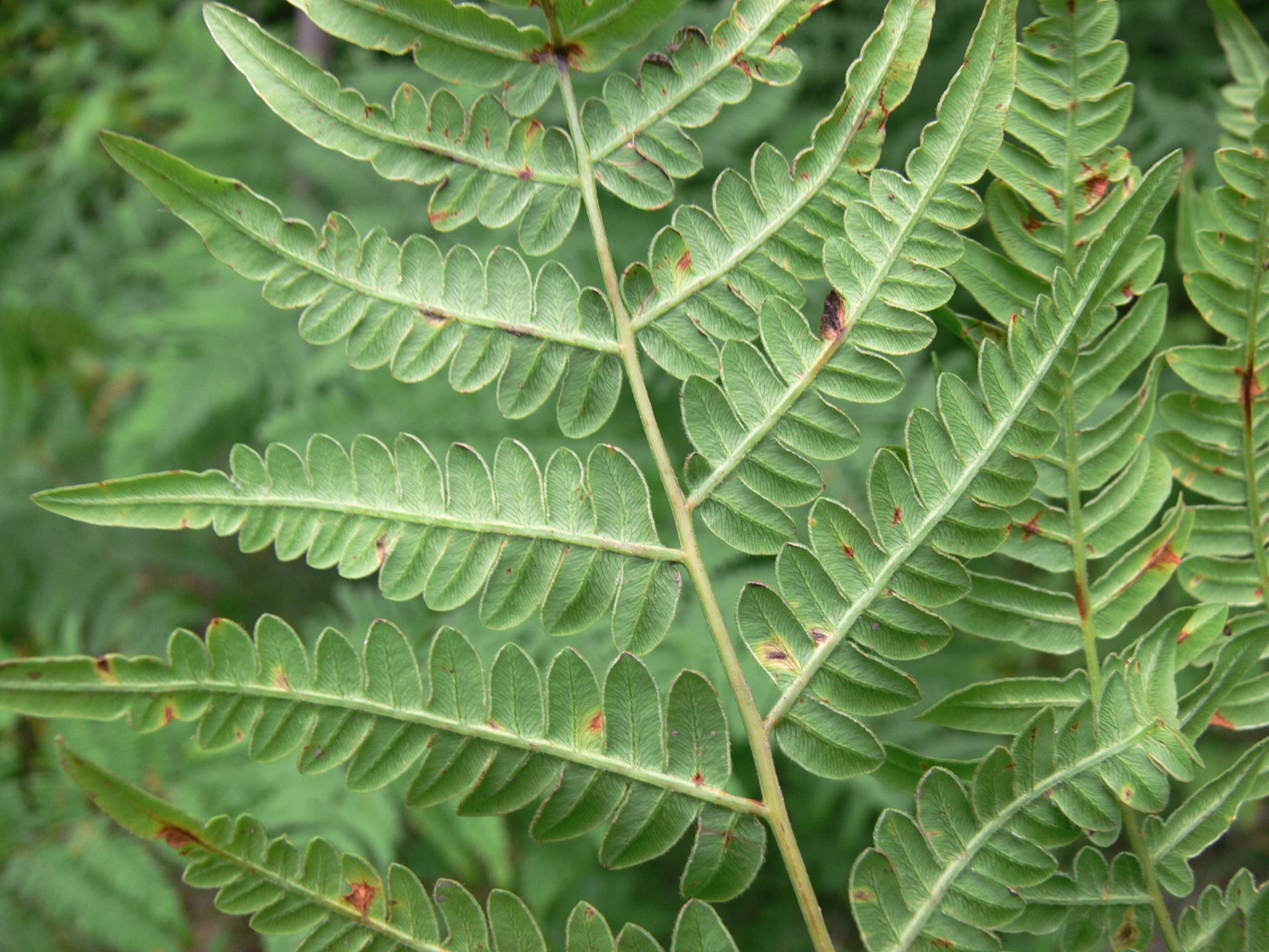 Изображение особи Pteridium pinetorum ssp. sibiricum.