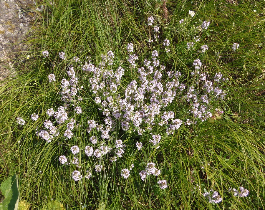 Изображение особи Thymus &times; tschernjajevii.