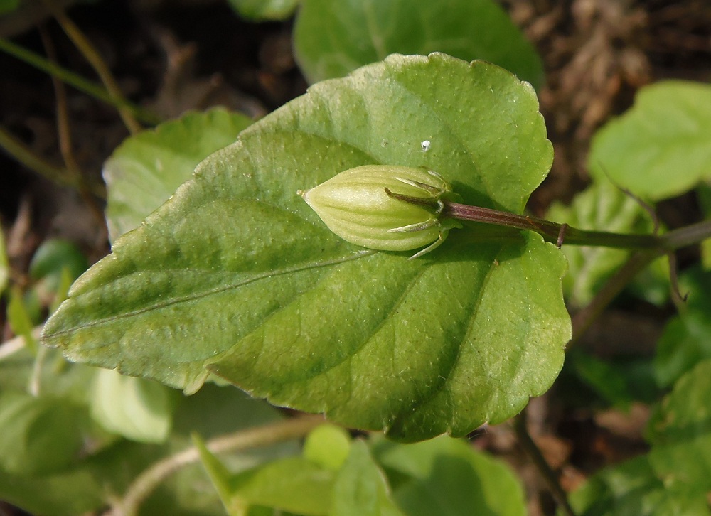 Image of genus Viola specimen.