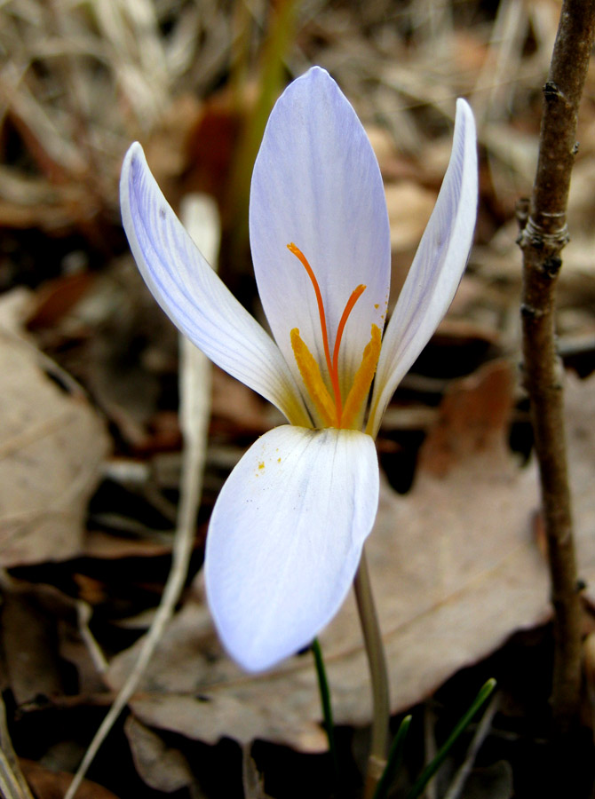 Изображение особи Crocus reticulatus.