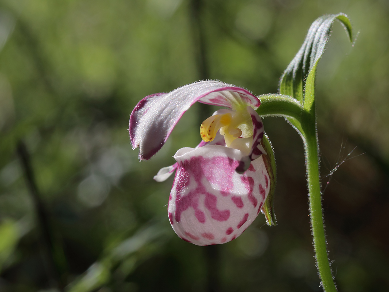 Image of Cypripedium guttatum specimen.