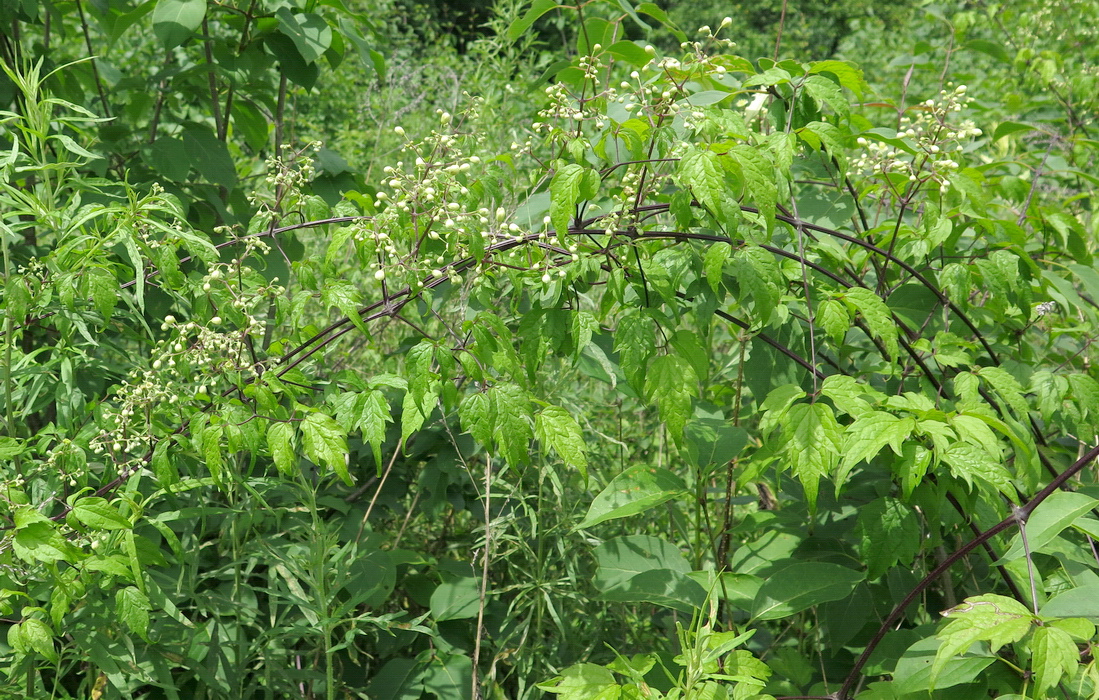 Image of Clematis brevicaudata specimen.