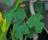 Jatropha podagrica. Часть ствола с листьями и соцветием. Таиланд, окр. национального парка Си Пханг-нга, в культуре. 19.06.2013.
