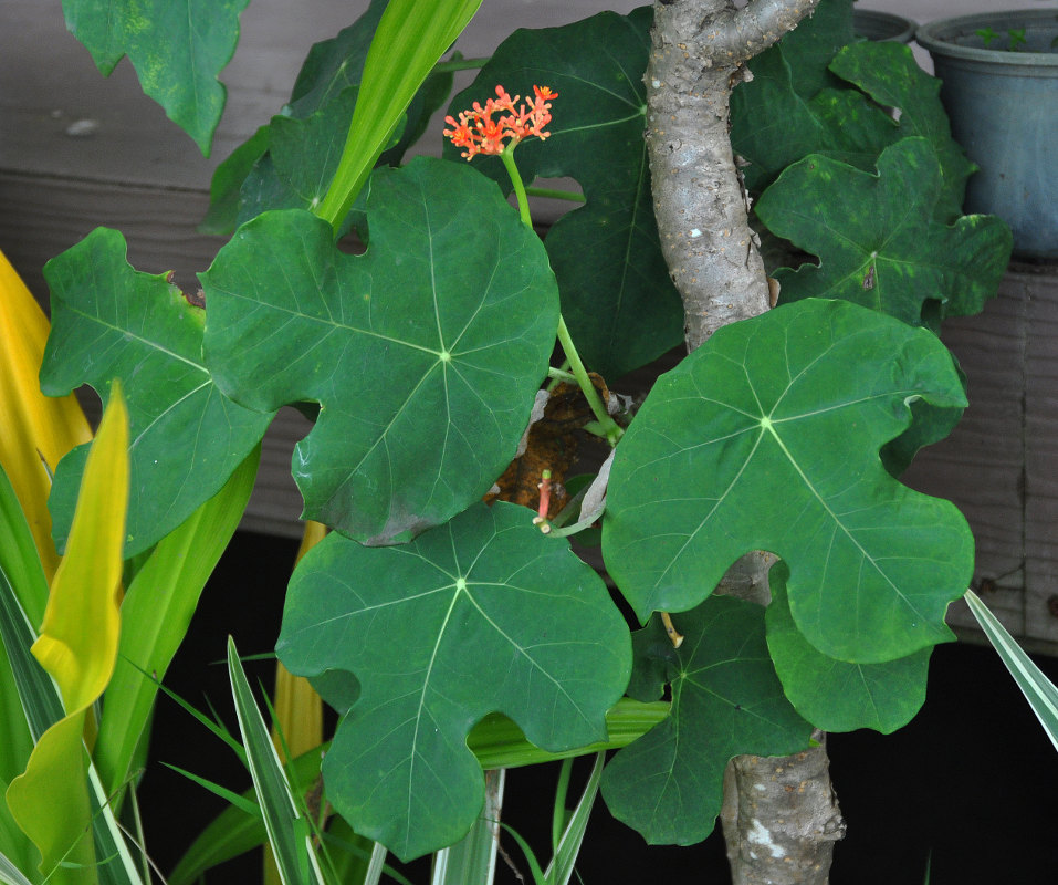 Изображение особи Jatropha podagrica.