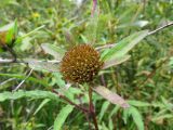 Bidens tripartita