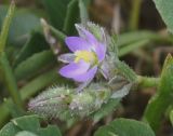 Spergularia rubra