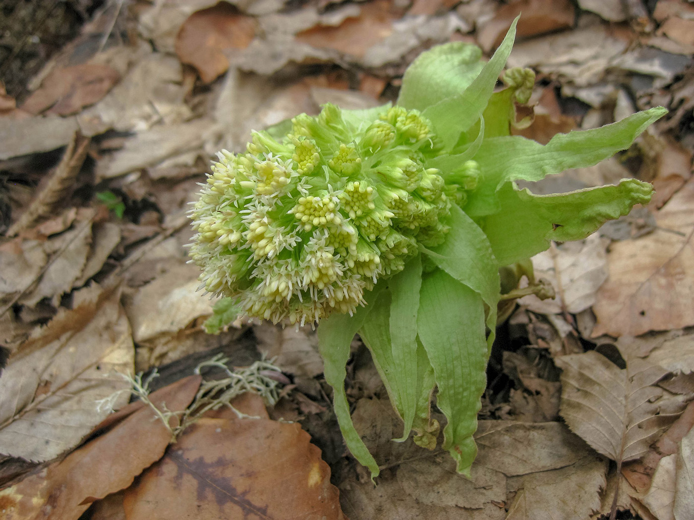 Image of Petasites albus specimen.