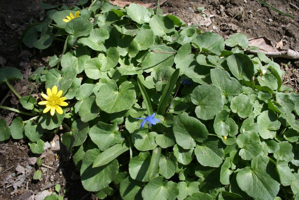 Изображение особи Ficaria calthifolia.