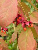 Euonymus planipes. Ветвь со зрелыми плодами. Москва, ГБС РАН, в культуре. 18.09.2005.