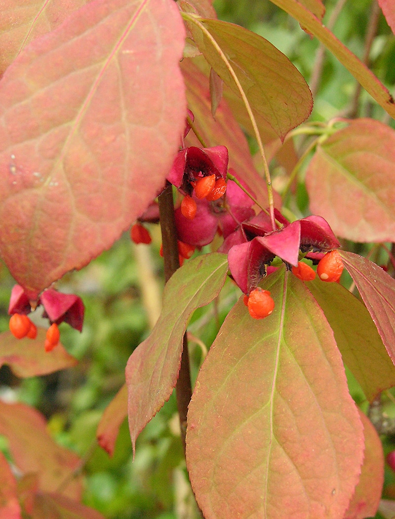 Image of Euonymus planipes specimen.