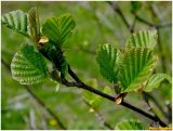 Alnus glutinosa