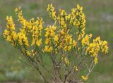 Genista scythica