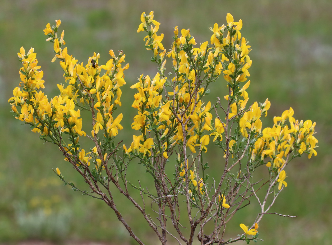 Изображение особи Genista scythica.