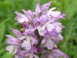 Neotinea tridentata