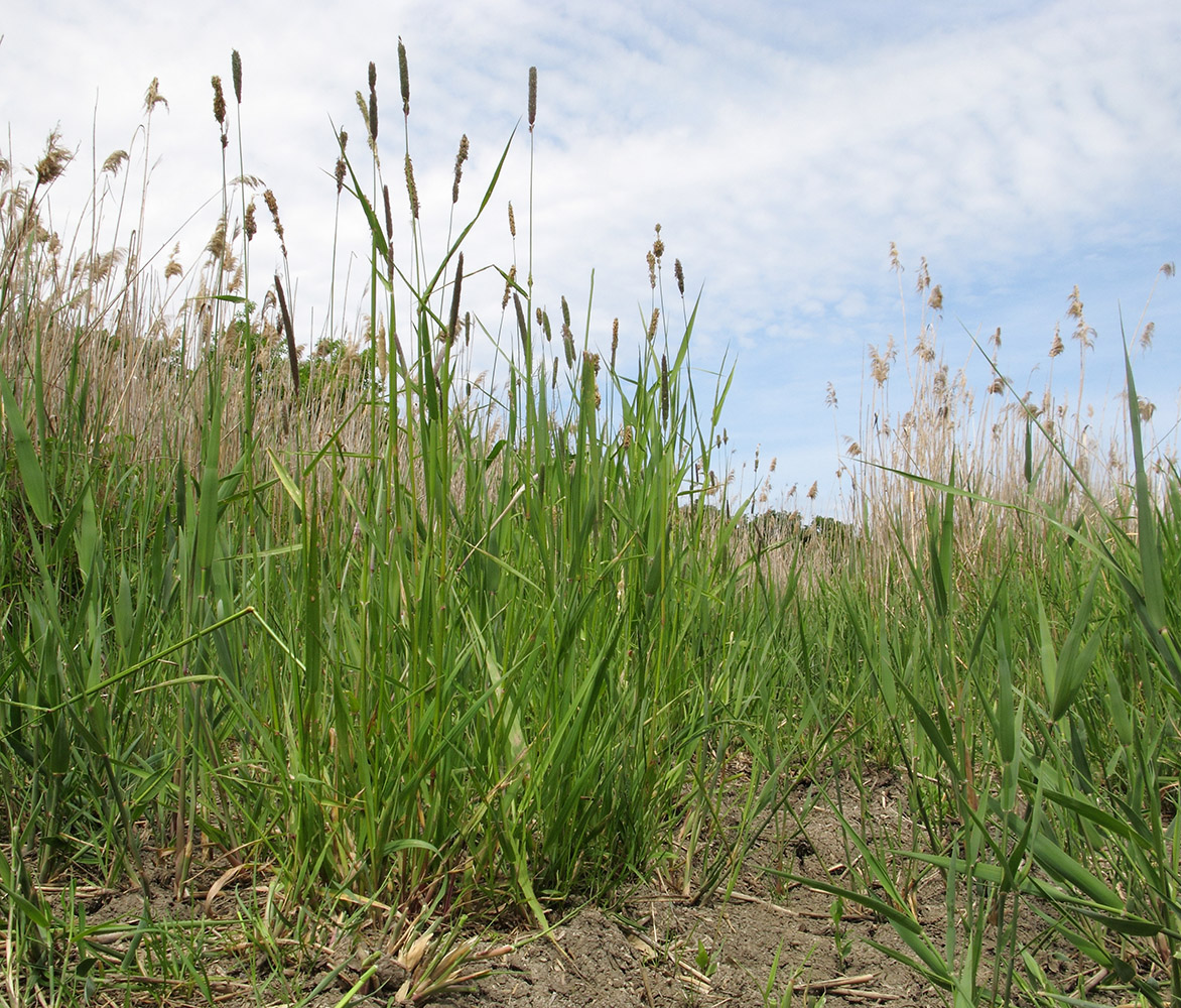 Image of Alopecurus arundinaceus specimen.