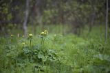 Trollius europaeus