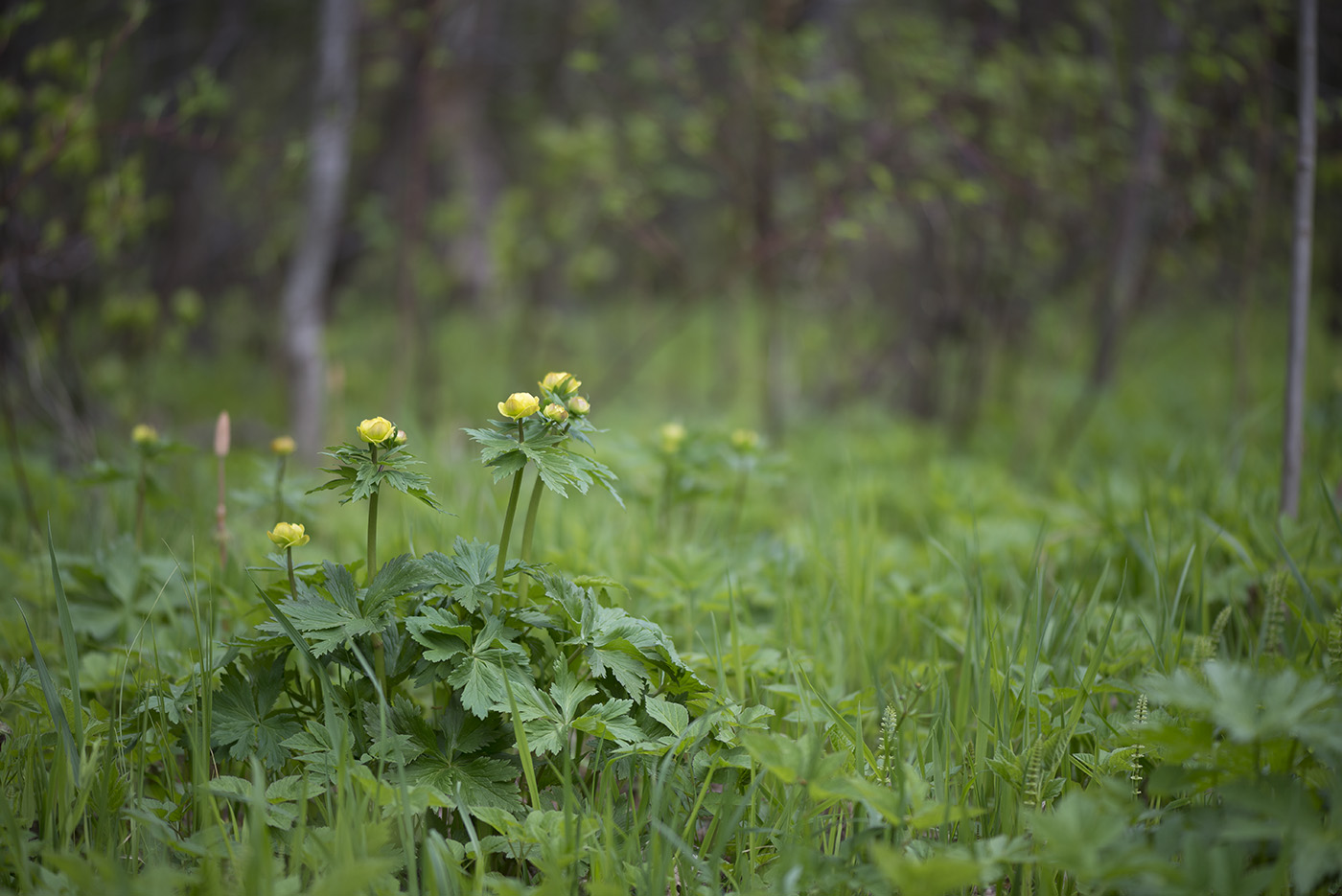 Изображение особи Trollius europaeus.