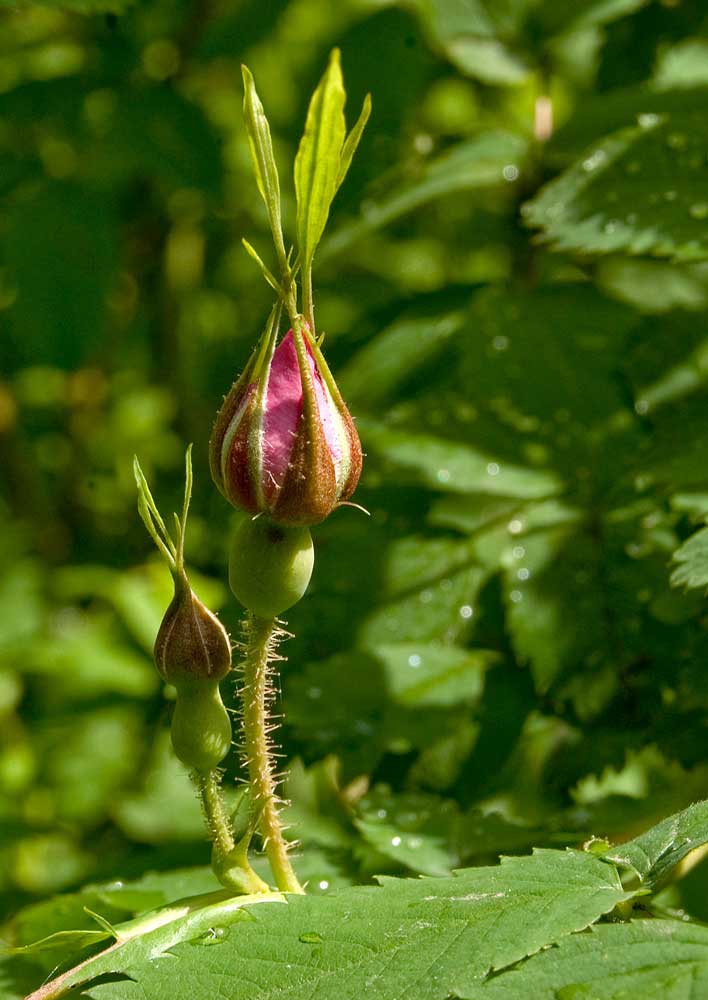 Image of Rosa viarum specimen.