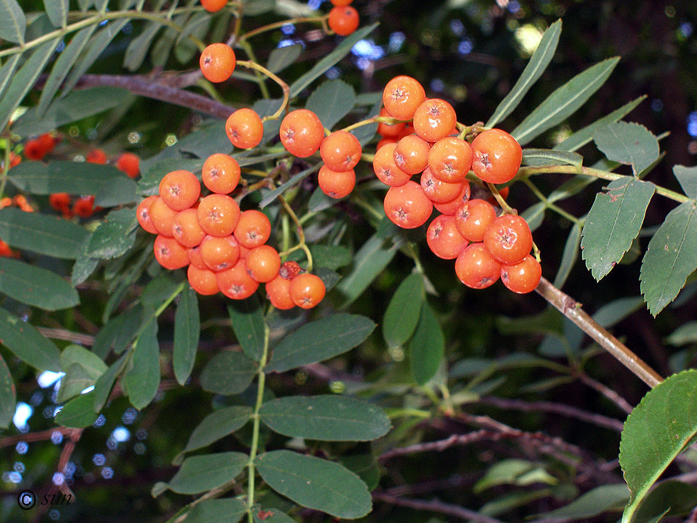 Image of Sorbus aucuparia specimen.