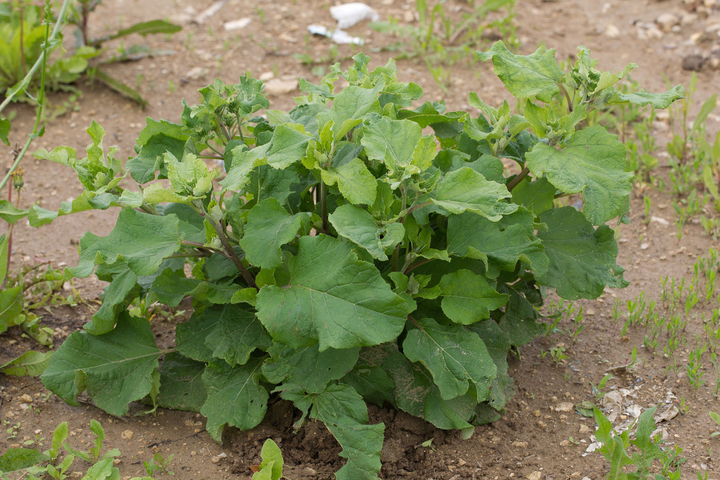 Image of Arctium lappa specimen.