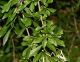 Turraea obtusifolia