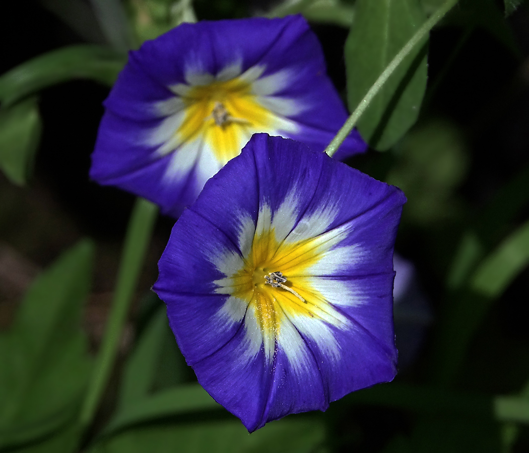 Image of Convolvulus tricolor specimen.