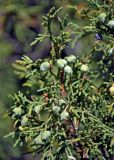 Juniperus semiglobosa. Верхушка побега с шишками. Таджикистан, Фанские горы, верховья р. Чапдара, ≈ 2800 м н.у.м., сухой склон. 30.07.2017.