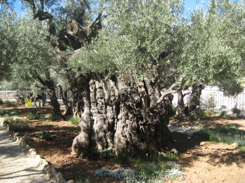 Image of Olea europaea specimen.