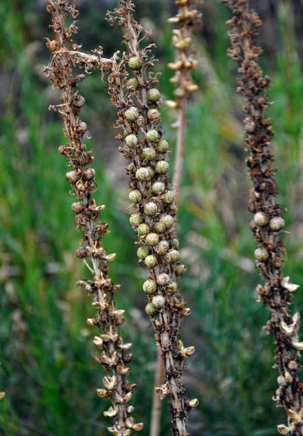 Изображение особи род Eremurus.