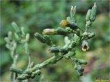 Lactuca serriola
