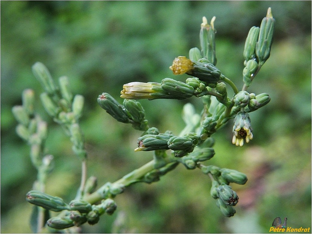 Изображение особи Lactuca serriola.