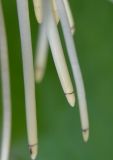 Nymphaea alba