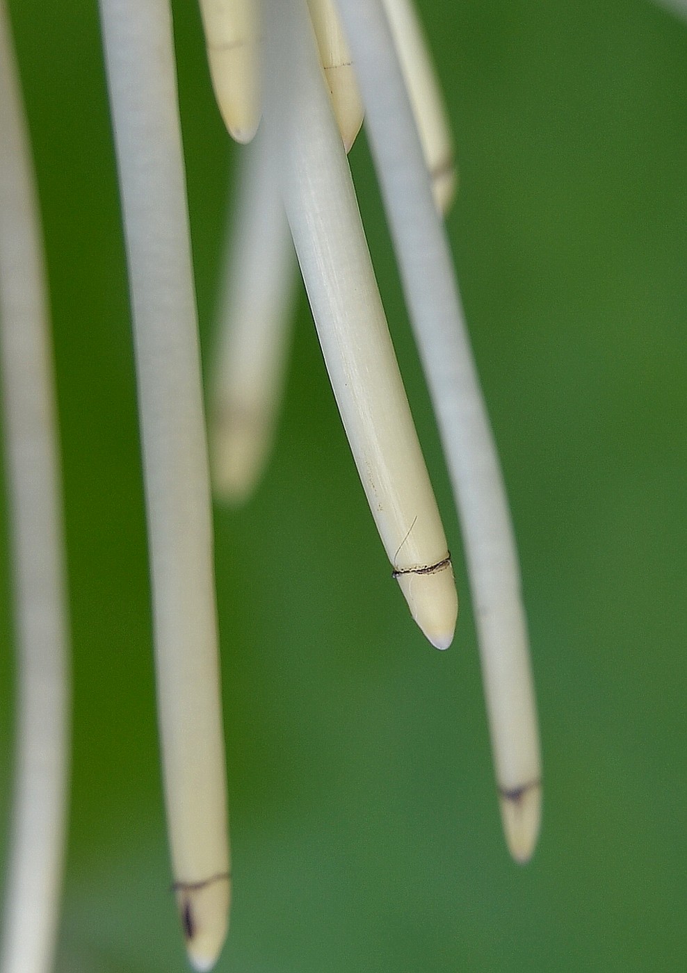 Изображение особи Nymphaea alba.