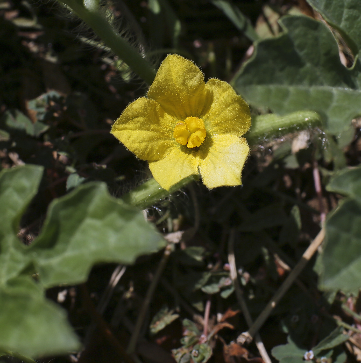 Изображение особи Citrullus lanatus.