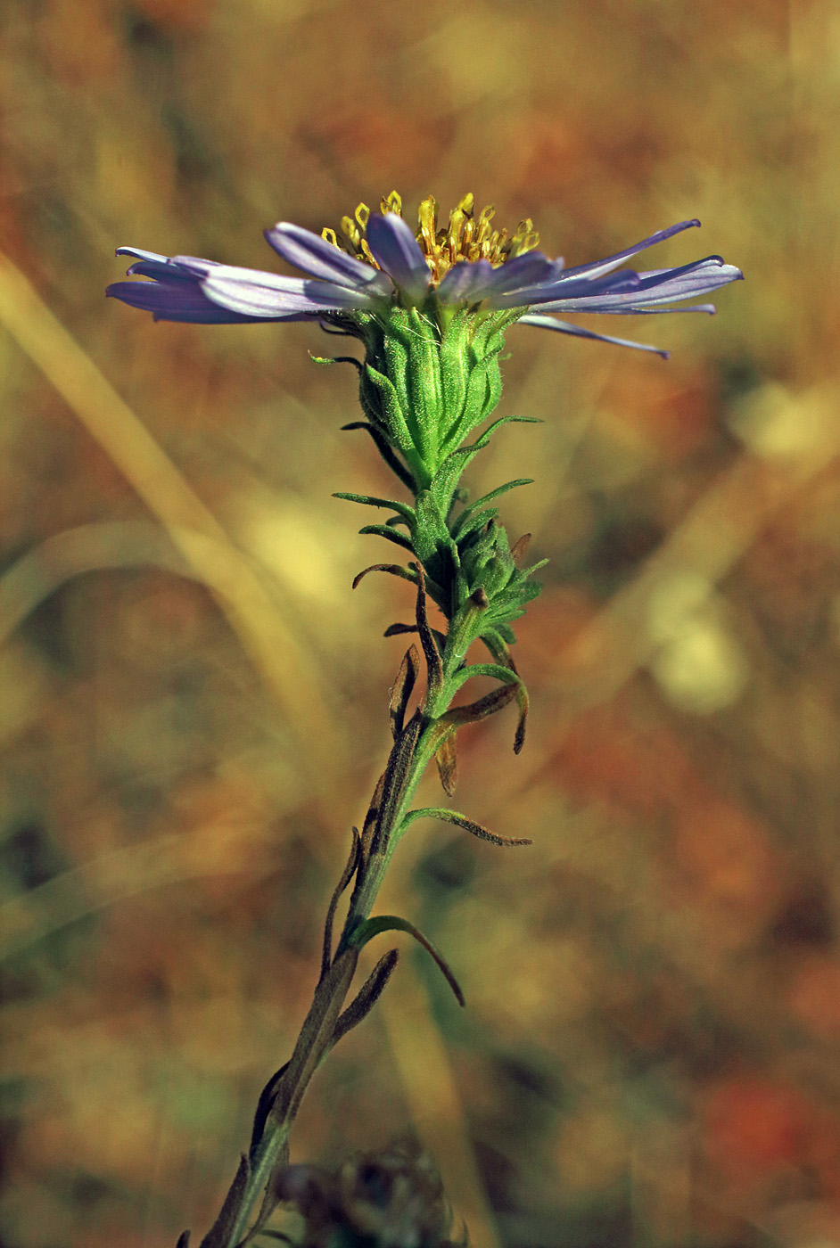 Image of Heteropappus canescens specimen.