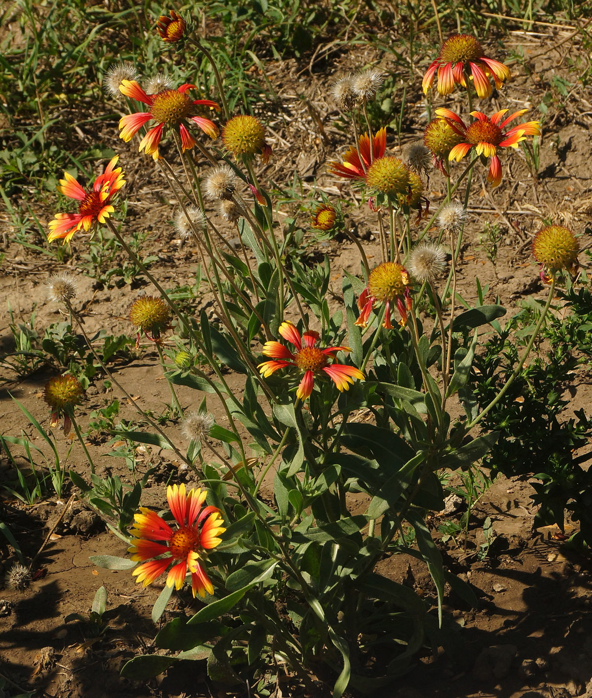 Image of Gaillardia &times; grandiflora specimen.